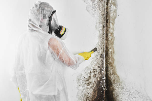 Best Professional Mold Removal  in Grimes, IA