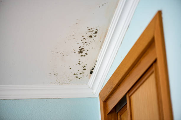 Mold Removal Process in Grimes, IA