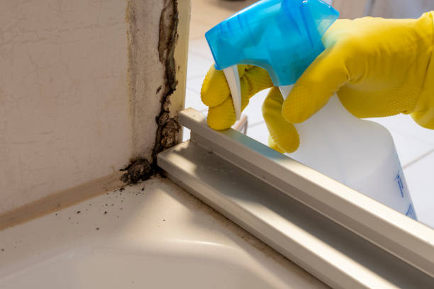 Best Toxic Mold Removal  in Grimes, IA