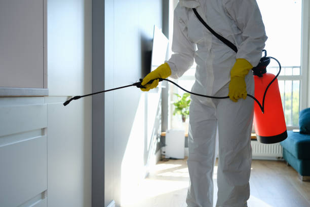 Best Attic Mold Removal  in Grimes, IA