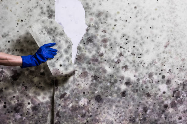 Mold Removal and Inspection in Grimes, IA